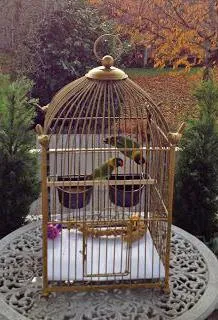 Papagájok, törpepapagájok ápolási és karbantartási (fenntartási és gondozási lovebirds lovebirds ápolási és karbantartási papagájok lovebirds gondozás és karbantartás) Papagájok, törpepapagájok karbantartás és gondozás