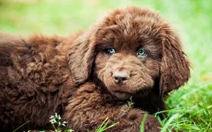 Újfundlandi kutya Breed (búvár) jellemzése és leírása a funkciók ellátás (kutyafajta Newfoundland búvár fotó) Newfoundland kutyák számára (búvár) jellemzése és leírása különös gondot