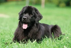 Newfoundland kutyák számára (búvár) jellemzése és leírása különös gondot (Newfoundland) Newfoundland kutyák számára (búvár) jellemzése és leírása különös gondot