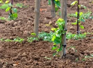 Ültetés dugványok szőlőt ősszel - a helyes és hasznos megoldás