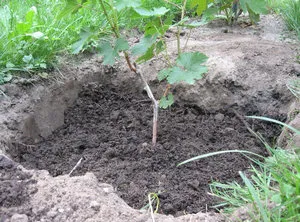 Ültetés szőlő dugványok és palánták tavasszal