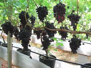 Ültetés szőlő dugványok és palánták tavasszal