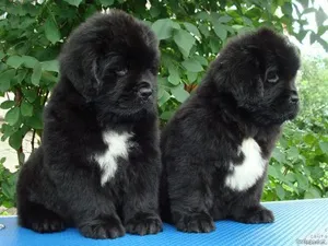 Newfoundland kutyák számára (búvár) jellemzése és leírása különös gondot (kutya) Newfoundland kutyák számára (búvár) jellemzése és leírása különös gondot