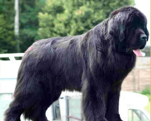 Newfoundland kutyák számára (búvár) jellemzése és leírása különös gondot (kutya) Newfoundland kutyák számára (búvár) jellemzése és leírása különös gondot