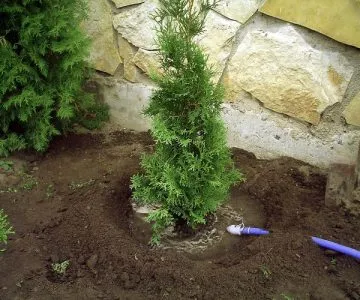Ültetés és gondozása Tusi egy nyílt terepen tavasszal otthon, mint a takarmány