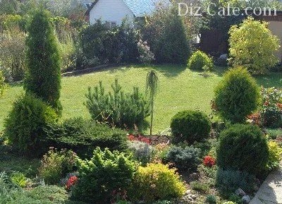 Ültetés arborvitae tavaszi és különösen törődik vele tippeket mester kertész (telepítési arborvitae tavasszal és szaporítás dugványozással) Ültetés arborvitae tavaszi és különösen törődik vele tippeket mester kertészek