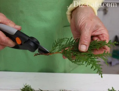 Ültetés arborvitae tavaszi és különösen törődik vele tippeket mester kertészek Ültetés arborvitae tavaszi és különösen törődik vele tippeket mester kertészek