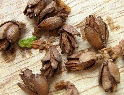 Ültetés arborvitae tavaszi és különösen törődik vele tippeket mester kertész (tavaszi) Ültetés arborvitae tavaszi és különösen törődik vele tippeket mester kertészek