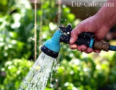 Ültetés arborvitae tavaszi és különösen törődik vele tippeket mester kertész (telepítési arborvitae tavasszal és szaporítás dugványozással) Ültetés arborvitae tavaszi és különösen törődik vele tippeket mester kertészek