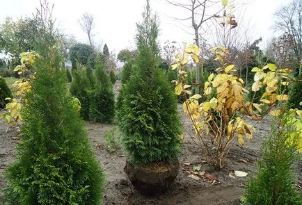 Ültetési és gondozási arborvitae nyílt terepen öntözés, műtrágyázás, metszés (föld) Ültetési és gondozási arborvitae nyílt terepen öntözés, műtrágyázás, metszés
