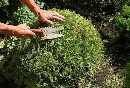 Ültetési és ápolási arborvitae nyílt terepen öntözés, műtrágyázás, metszés (nyitott) Ültetési és gondozási arborvitae nyílt terepen öntözés, műtrágyázás, metszés