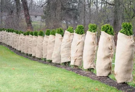 Ültetési és ápolási arborvitae nyílt terepen öntözés, műtrágyázás, metszés (nyitott) Ültetési és gondozási arborvitae nyílt terepen öntözés, műtrágyázás, metszés