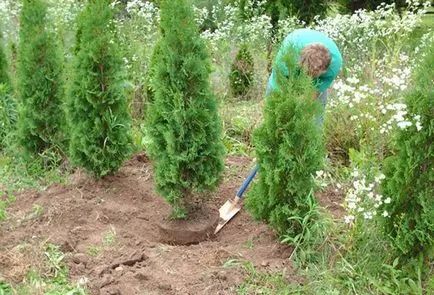 Ültetési és gondozási arborvitae nyílt terepen öntözés, műtrágyázás, metszés (ellátás) Ültetési és gondozási arborvitae nyílt terepen öntözés, műtrágyázás, metszés