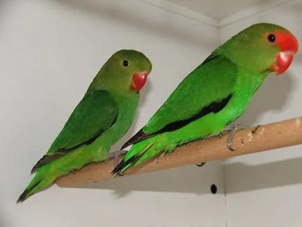 Papagájok Lovebirds faj, fotó, karbantartása és tisztítása az otthoni