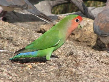 Lovebird papagáj tartási, takarmányozási, tenyésztési (törpepapagáj fotó növelhető) Parrot Lovebird tartási, takarmányozási és tenyésztési