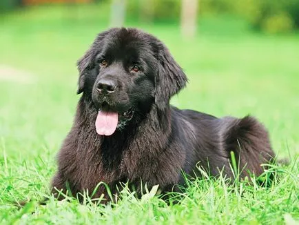 Újfundlandi kutya Breed (búvár) jellemzése és leírása a funkciók ellátás (kutyafajta Newfoundland búvár fotó) Newfoundland kutyák számára (búvár) jellemzése és leírása különös gondot