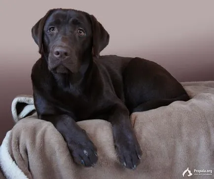 Labrador beceneve