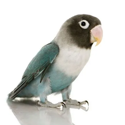 Parrot Lovebird tartási, takarmányozási és tenyésztési (hígítás) Parrot Lovebird tartási, takarmányozási és tenyésztési