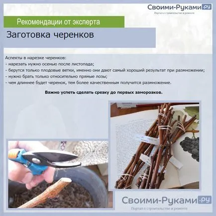 Ültetés szőlő dugványok otthon - több információt! (Landing) Ültetés szőlő dugványok otthon - több információt!