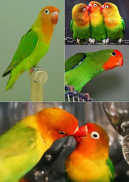 Papagájok Lovebirds faj, fotó, karbantartása és tisztítása az otthoni