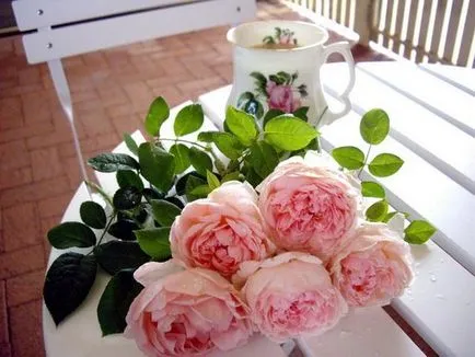 Lovely Rose! Ó, fejedelmi, milyen jó vagy! Blog éjszaka és három