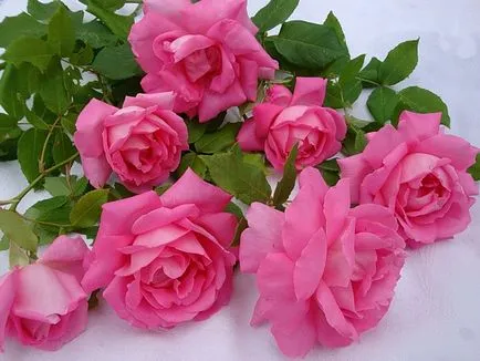 Lovely Rose! Ó, fejedelmi, milyen jó vagy! Blog éjszaka és három