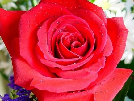 Lovely Rose! Ó, fejedelmi, milyen jó vagy! Blog éjszaka és három