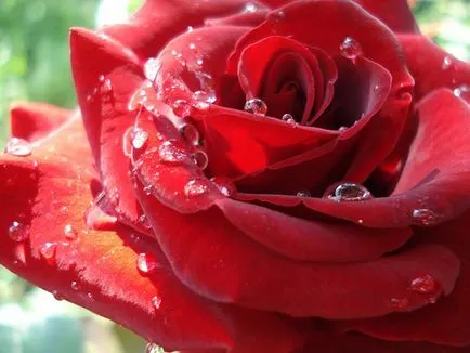 Lovely Rose! Ó, fejedelmi, milyen jó vagy! Blog éjszaka és három