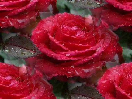 Lovely Rose! Ó, fejedelmi, milyen jó vagy! Blog éjszaka és három