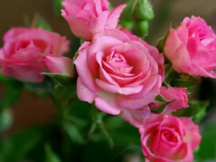 Lovely Rose! Ó, fejedelmi, milyen jó vagy! Blog éjszaka és három