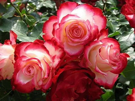 Lovely Rose! Ó, fejedelmi, milyen jó vagy! Blog éjszaka és három