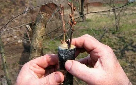 Oltás körte rugó ekkor (kölcsönöz gyümölcsfák) Oltás körte tavasszal milyen időben