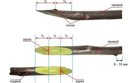 Oltás körte tavaszi körte, hegyi kőris, galagonya, birs, módszerek, hogyan és mikor kell beoltani, az időzítés,