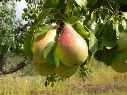 Oltás körte tavaszi körte, hegyi kőris, galagonya, birs, módszerek, hogyan és mikor kell beoltani, az időzítés,