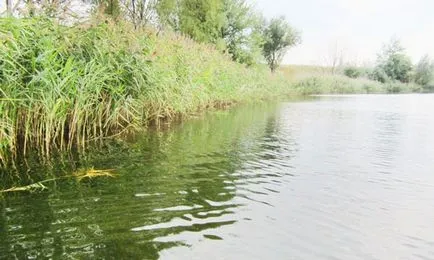 Pond halászat milyen halat, és hogyan kell fogni ponty horgászat a tóban halászati ragadozó halak a tavakban (halászat) Pond halászat milyen halat, és hogyan kell fogni ponty horgászat a tóban halászati ragadozó halak a tavakban
