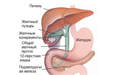 Levezetése Mágneses rezonancia képalkotás a hasüreg
