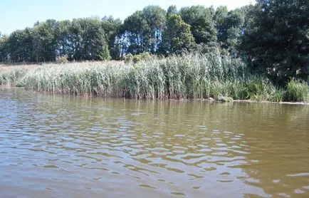 Pond halászat milyen halat, és hogyan kell fogni ponty horgászat a tóban halászati ragadozó halak a tavakban (tó) Pond halászat milyen halat, és hogyan kell fogni ponty horgászat a tóban halászati ragadozó halak a tavakban