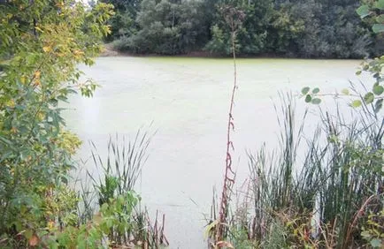 Pond halászat milyen halat, és hogyan kell fogni ponty horgászat a tóban halászati ragadozó halak a tavakban Pond halászat milyen halat, és hogyan kell fogni ponty horgászat a tóban halászati ragadozó halak a tavakban