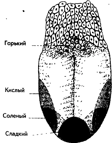 íze receptorok