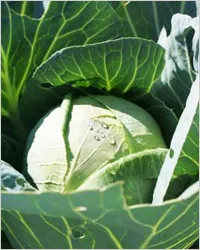 A K-vitamin - szól vitaminok