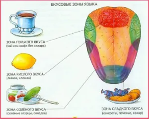 Vkusoterapiya, ízlelőbimbók