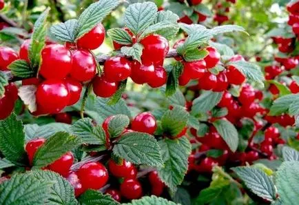 Prunus tomentosa