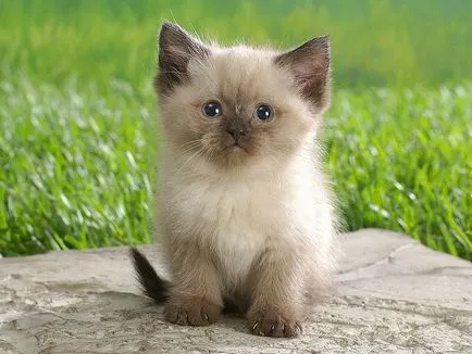 Melyik hónapban jár a házban volt egy macska, és mit jelent (a ház) Melyik hónapban jár a házban volt egy macska, és mit jelent