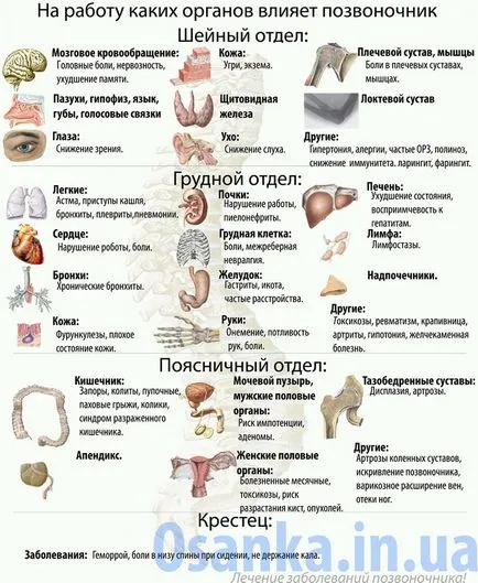 Befolyásolja a belső szervek, a gerinc dolgozni »spine❺ (munka) A hatása a gerinc a belső szervek működése »spine❺