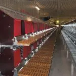 Tenyésztyúkok mint üzleti kezdeni, és hogyan sikerül (tojótyúkok) Tenyésztyúkok mint üzleti kezdeni, és hogyan sikerül