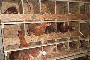 Tenyésztyúkok mint üzleti kezdeni, és hogyan sikerül (tojás nagy mennyiségben) Tenyésztyúkok mint üzleti kezdeni, és hogyan sikerül