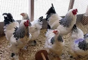Tenyésztyúkok mint üzleti kezdeni, és hogyan sikerül (tojás nagy mennyiségben) Tenyésztyúkok mint üzleti kezdeni, és hogyan sikerül