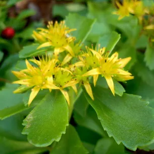 Kövirózsa növény (Sedum) képek, nevek és leírás fajta virág, gyógyászati ​​tulajdonságokkal stonecrop