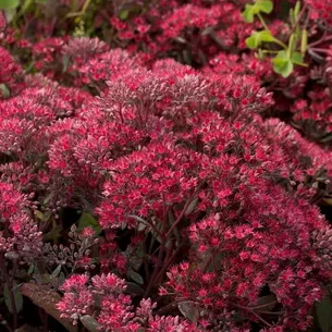 Kövirózsa növény (Sedum) képek, nevek és leírás fajta virág, gyógyászati ​​tulajdonságokkal stonecrop