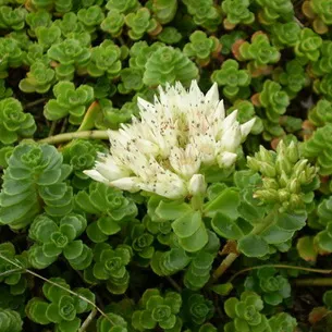 Kövirózsa növény (Sedum) képek, nevek és leírás fajta virág, gyógyászati ​​tulajdonságokkal stonecrop